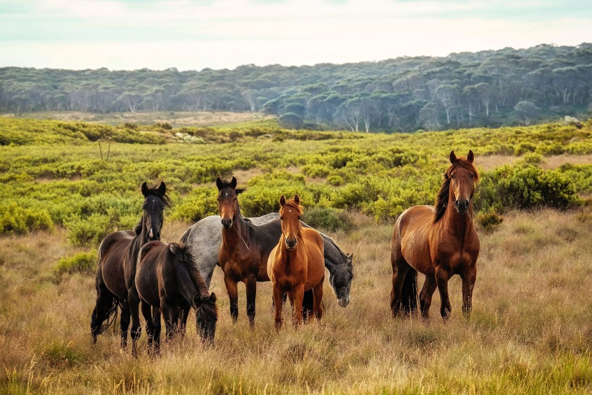 Herd Of Horses Standing On Top Of Grass Covered Field — Prostoc In Gladstone, NSW