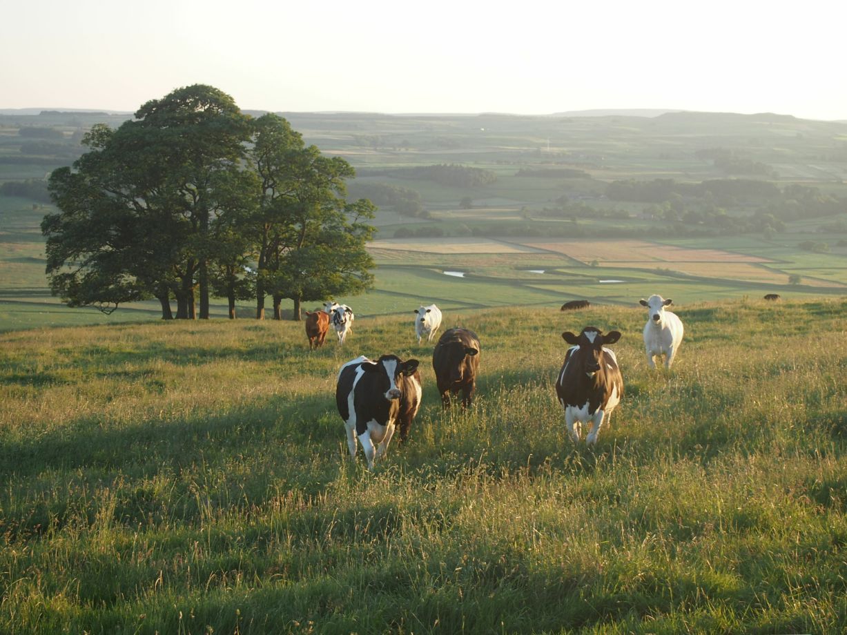 Cows On The Grass Field — Prostoc in Kempsey, NSW