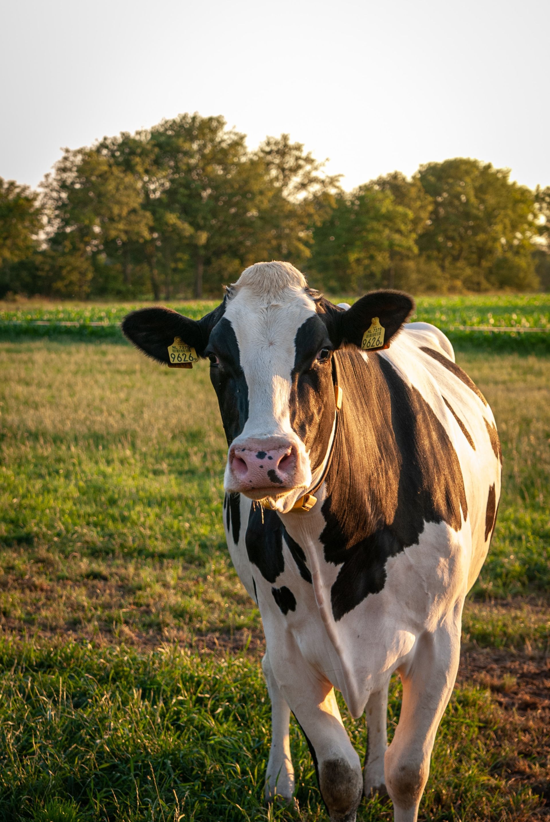 White And Black Cow On Green Grass Field — Prostoc In Port Macquarie, NSW