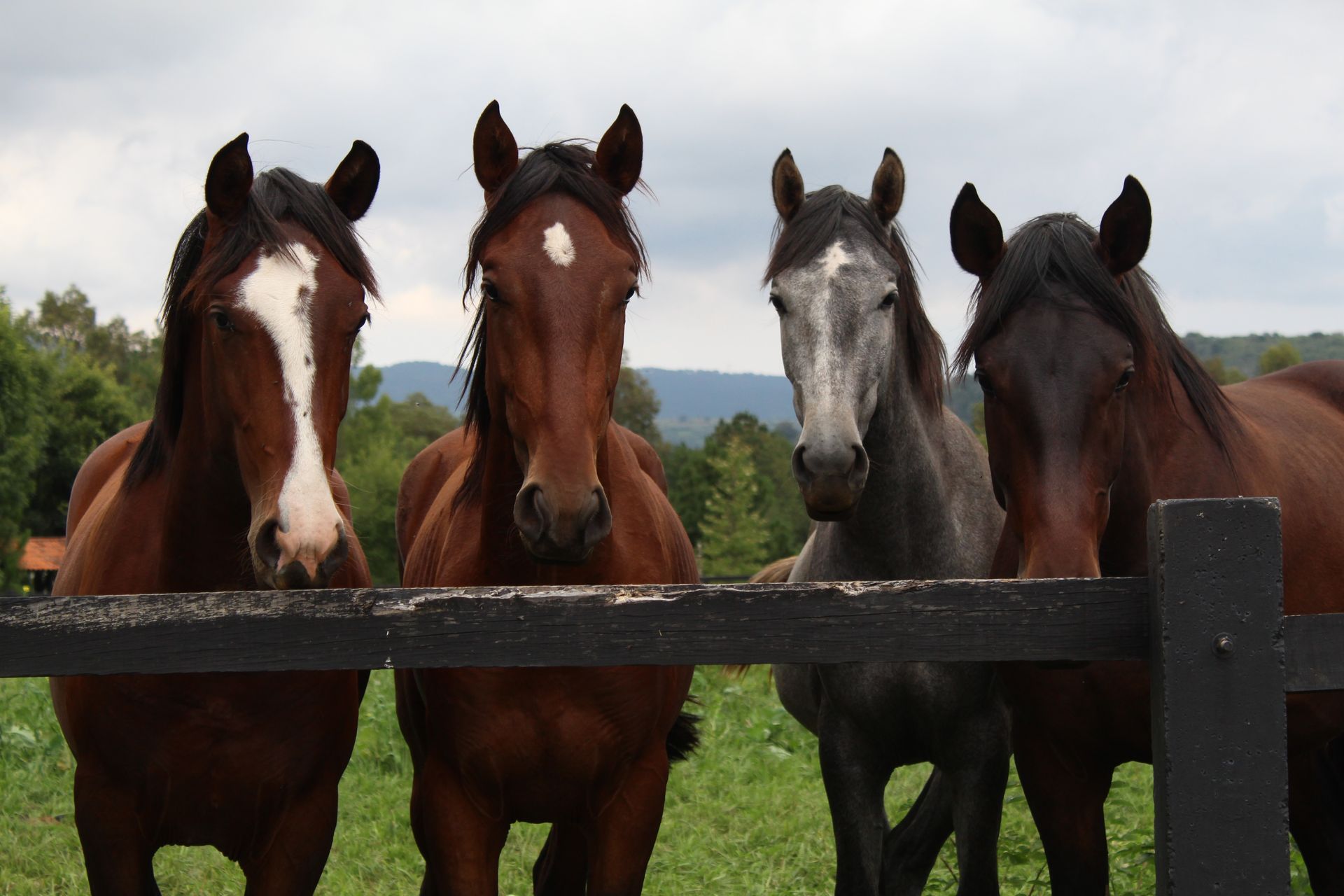 Horses At A Fence — Prostoc In Wauchope, NSW