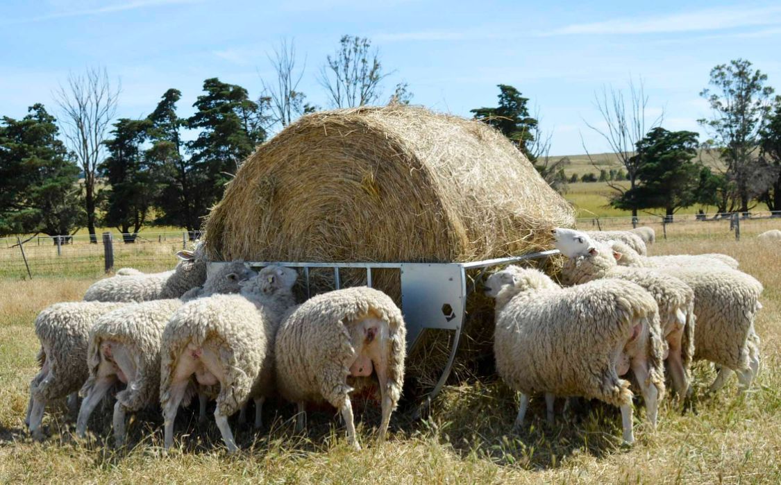 A Herd Of Sheep Are Eating Hay In A Field — Prostoc In Bellbrook, NSW