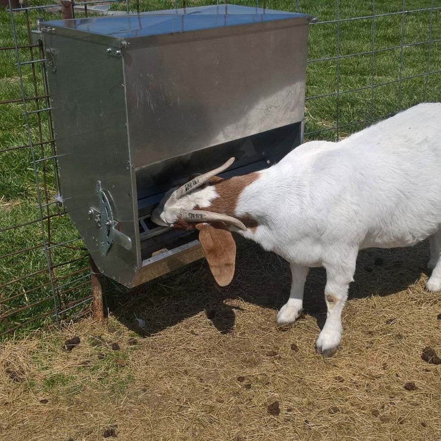 Goat Eating Feeds On 150HD Feeder Bin — Prostoc In Bellingen, NSW