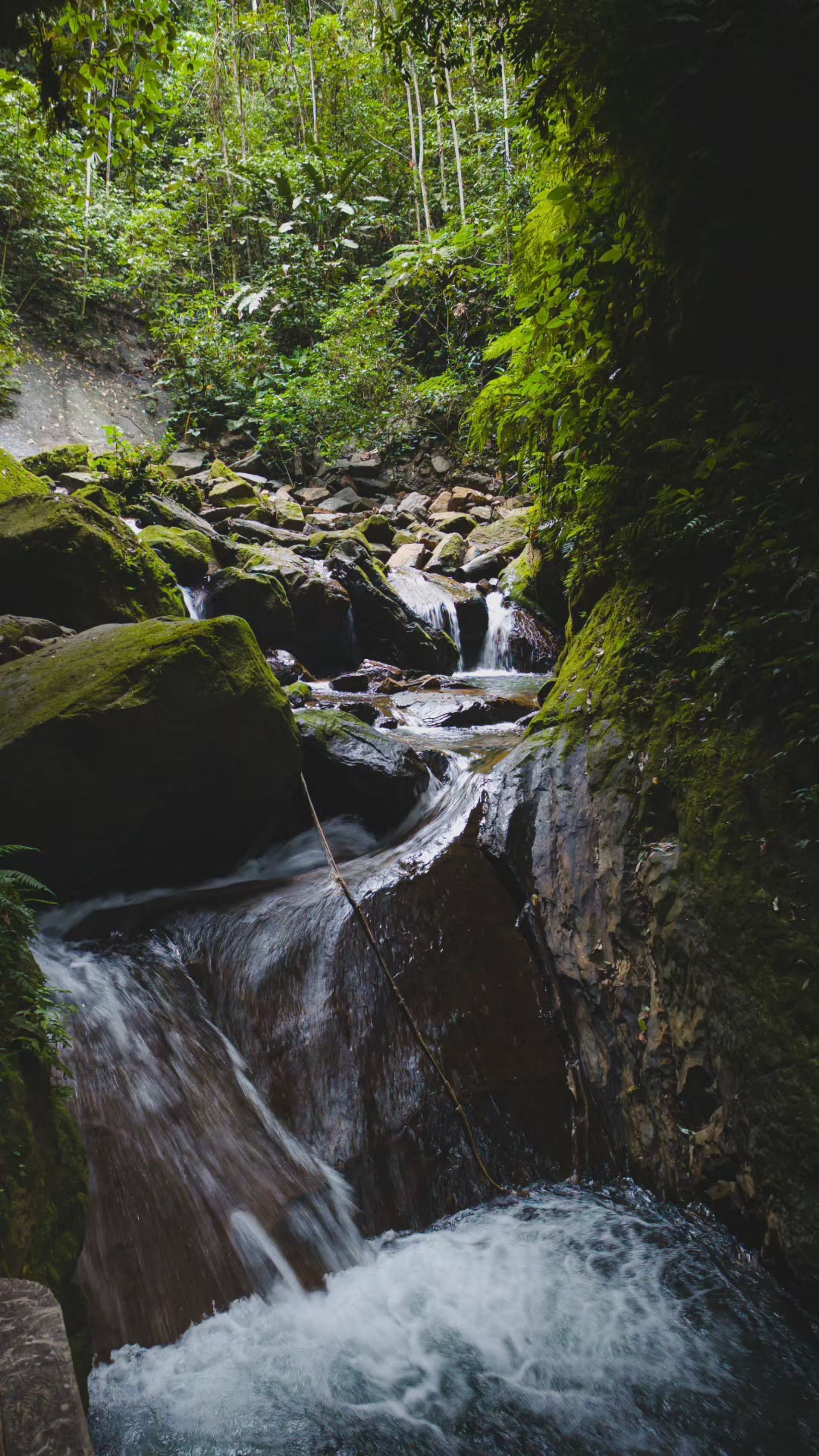 El hombre cosecha plátanos verdes en una plantación tropical.