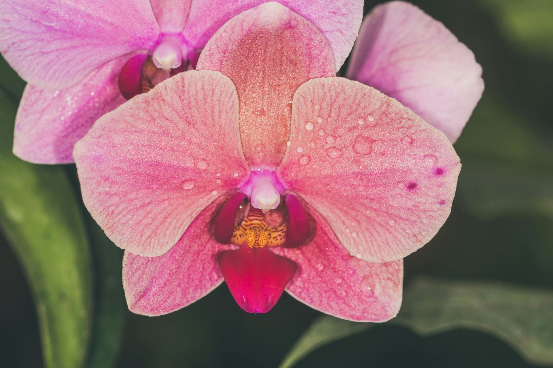 Flor de orquídea rosa con gotas de agua sobre un fondo verde oscuro.