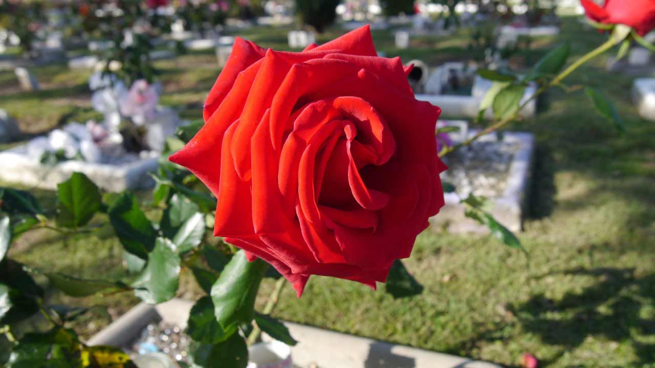 A Close Up Of A Red Rose In A Cemetery — Rockhampton Crematorium in Norman Gardens, QLD