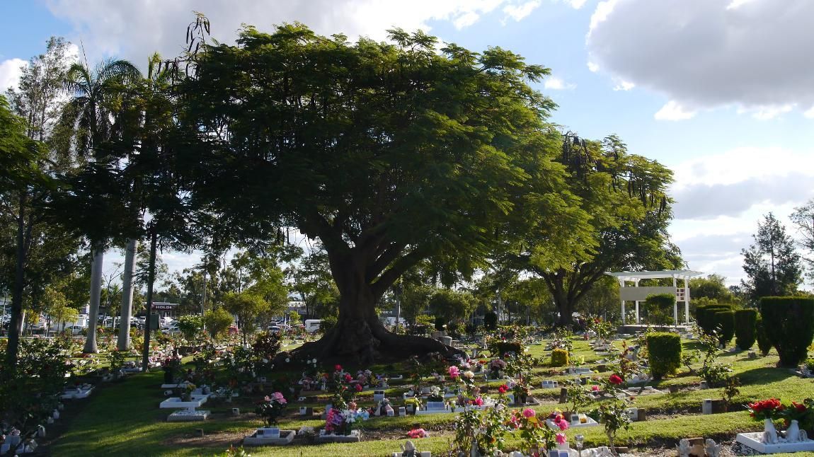 A Sunny Cemetery with A Large, Leafy Tree in The Center — Rockhampton Crematorium in Norman Gardens, QLD