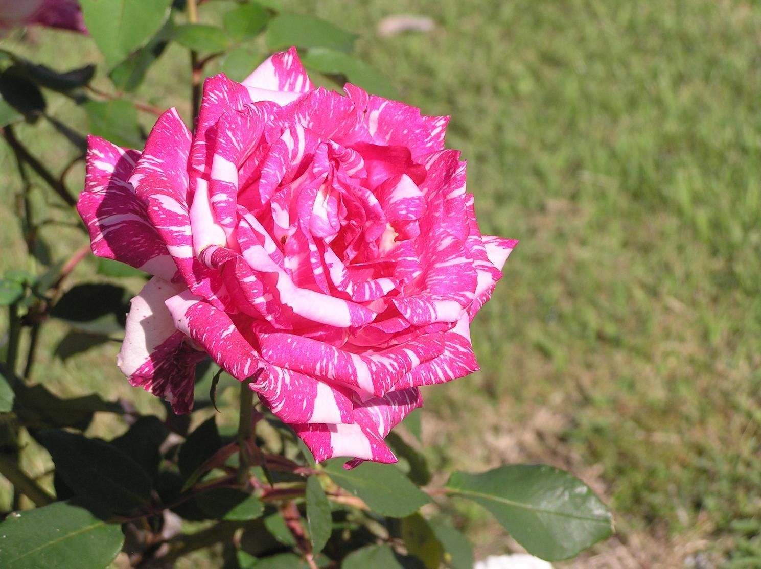 Pink and White Striped Rose in Full Bloom — Rockhampton Crematorium in Norman Gardens, QLD