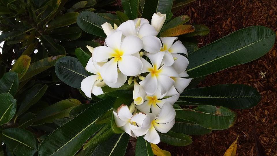 a close up on white flowers— Rockhampton Crematorium in Norman Gardens, QLD