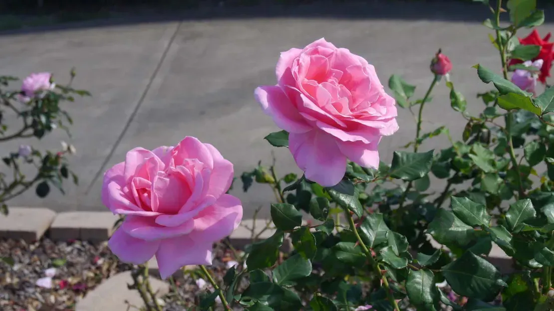 A Bunch Of Pink Roses Are Growing In A Garden — Rockhampton Crematorium in Norman Gardens, QLD