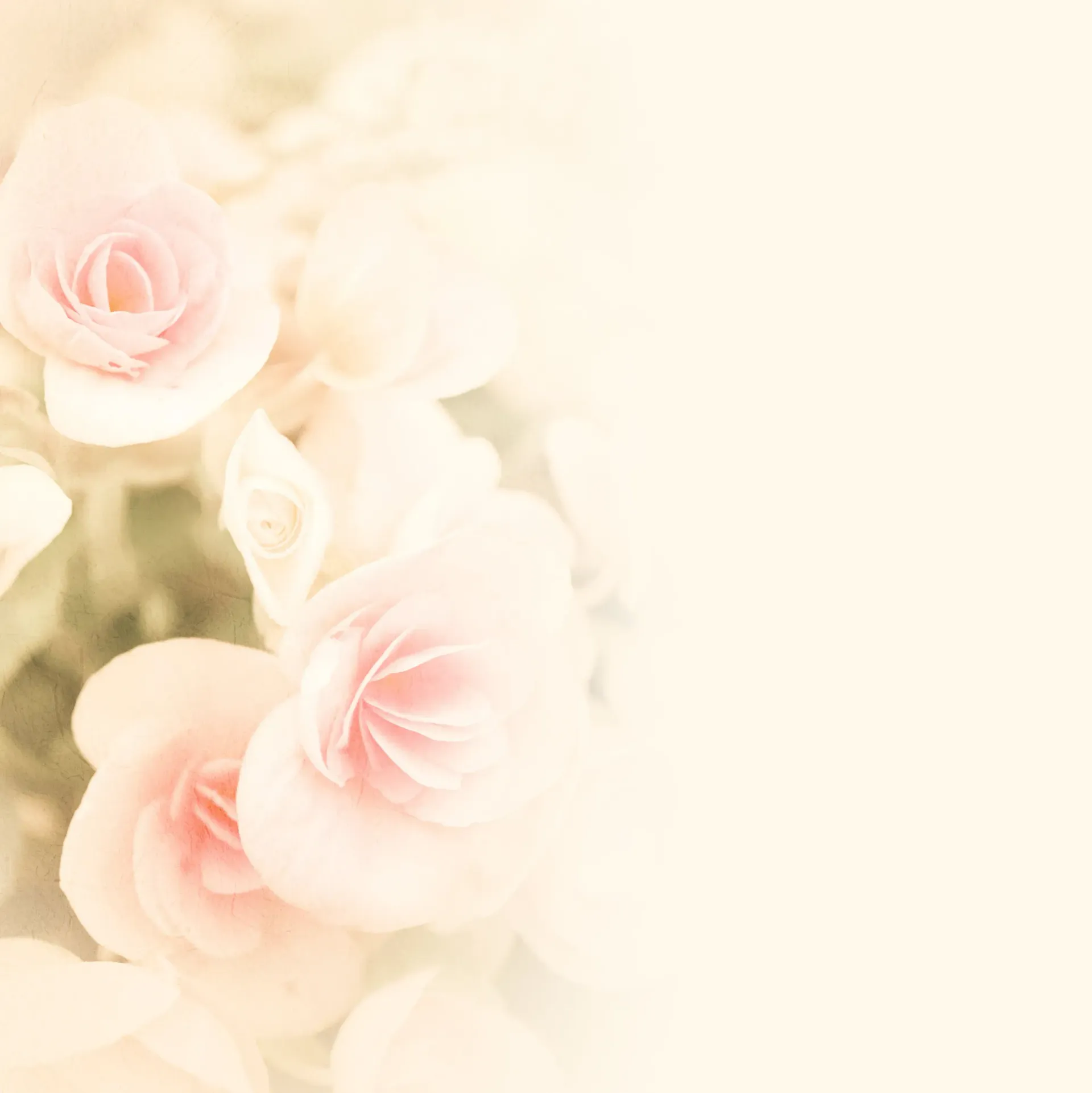 A Close Up Of A Bouquet Of Pink Roses On A White Background — Rockhampton Crematorium in Norman Gardens, QLD