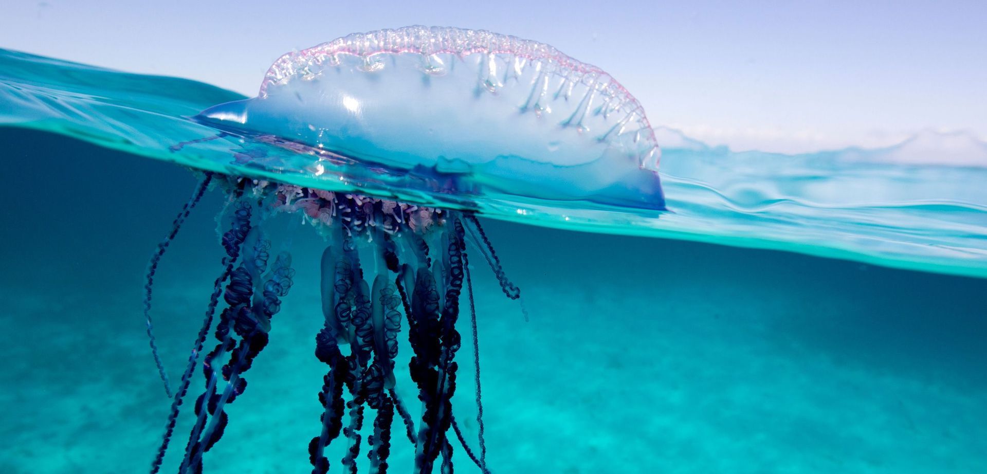 A jellyfish is floating on top of a body of water.