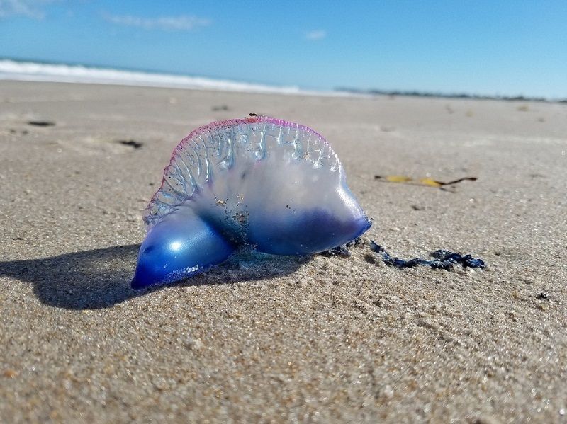 A blue jellyfish is laying on the sand on the beach.