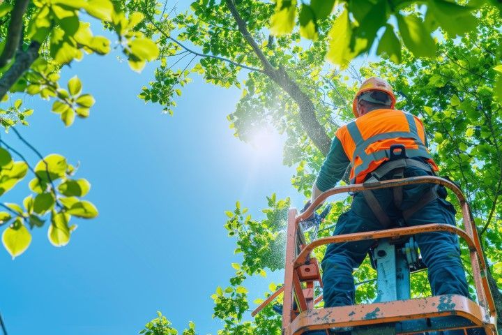 An image of Tree Removal in Winter Haven FL