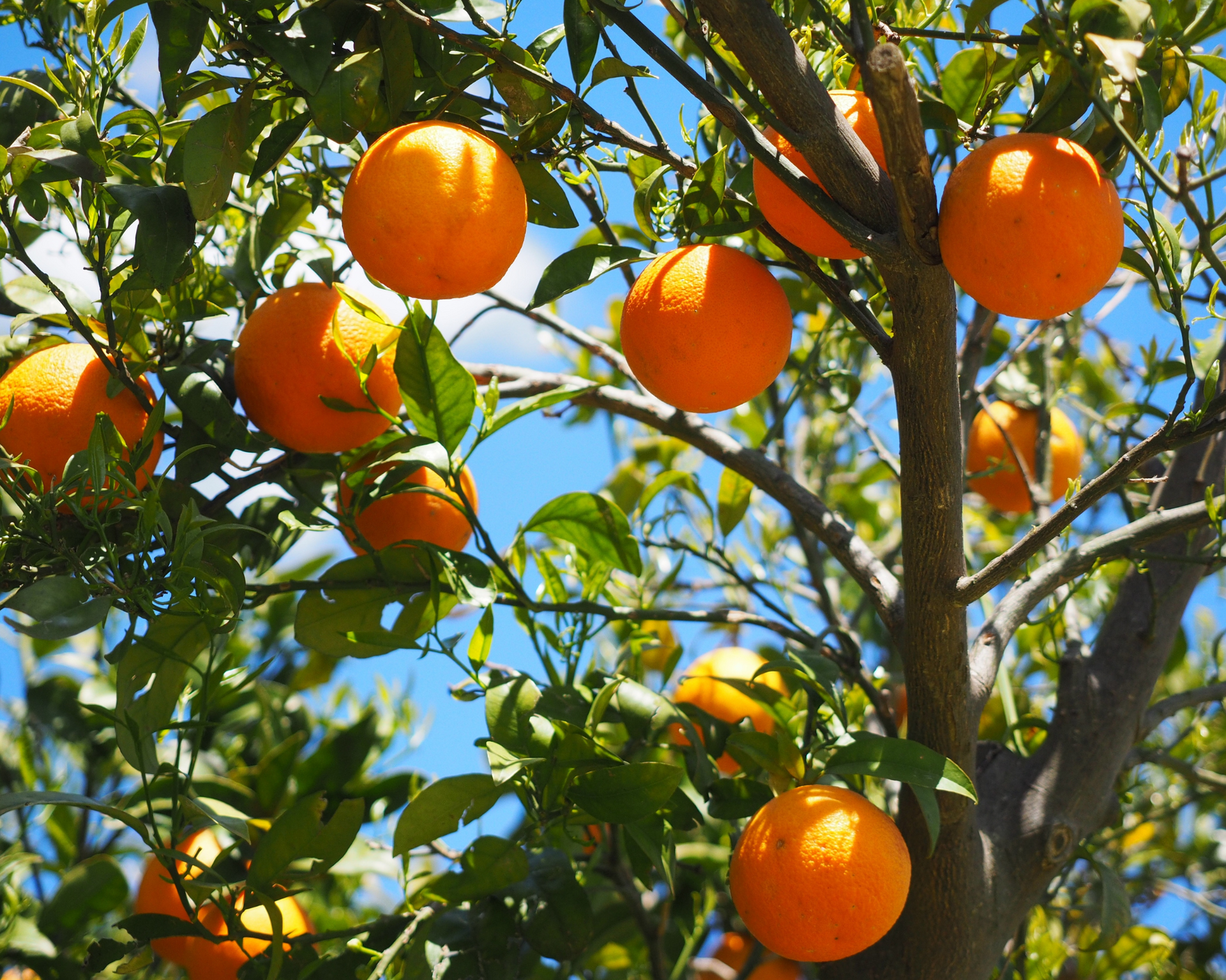 A bunch of oranges are hanging from a tree