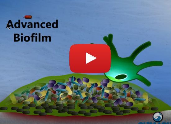 Importance of Biofilm to Amoeba and Legionella