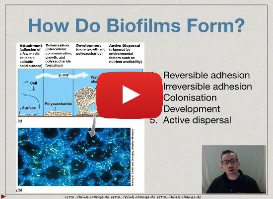 How do biofilm develop