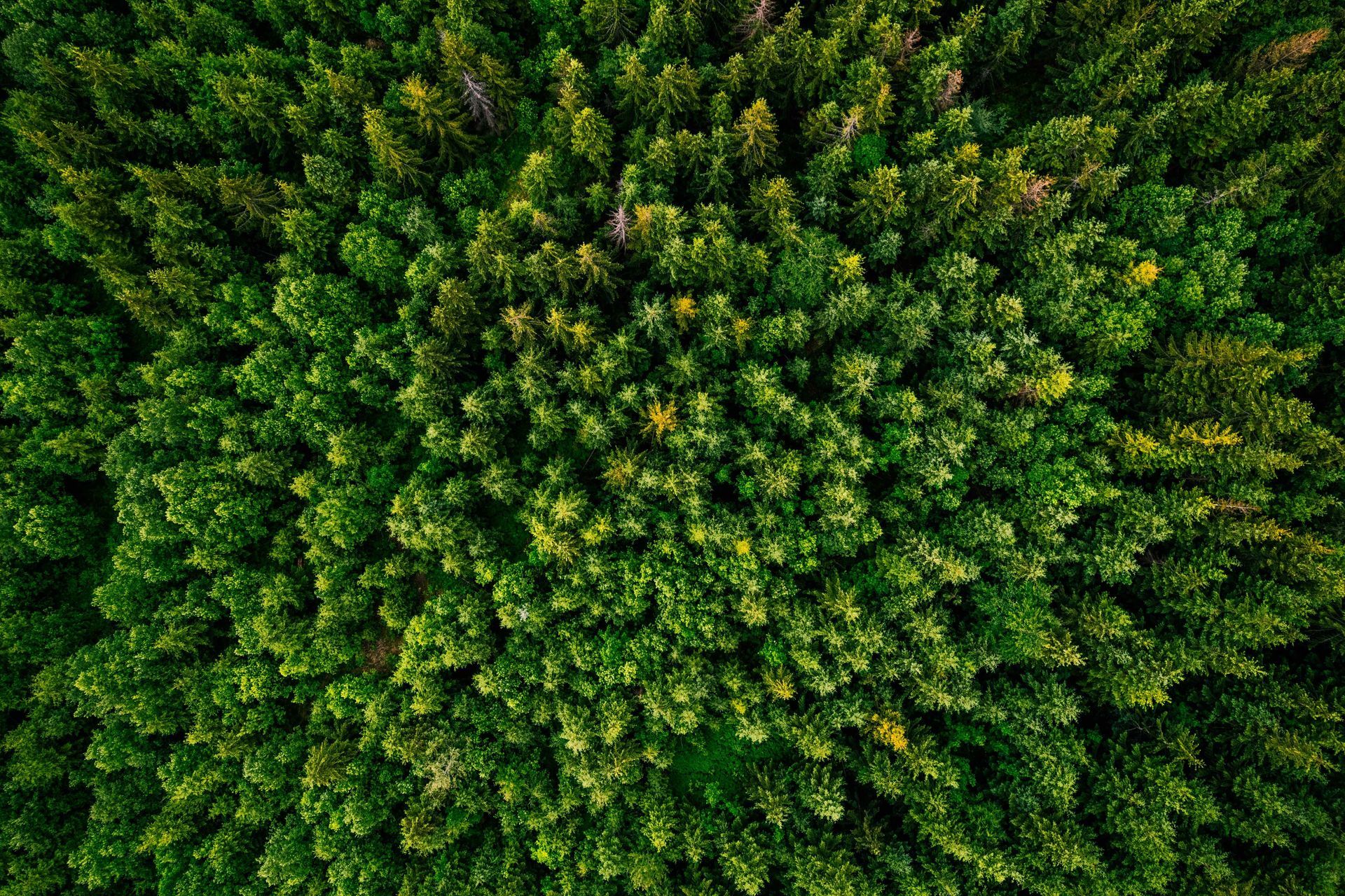 aerial photo of a cedar forest in california
