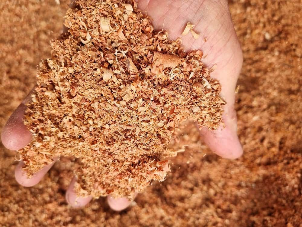 A Person Is Holding A Pile Of Wood Shavings In Their Hand — Eungella Sawmill In Crediton, QLD