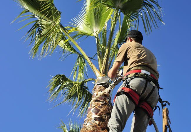 Tree Pruning — Honolulu, HI — David's Yard Service