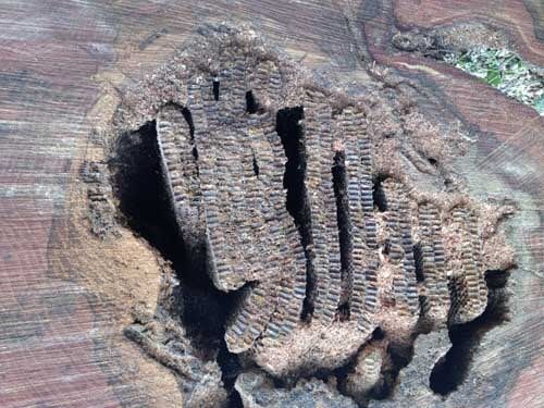 services Tampa, FL Independent Tree Service, Inc.