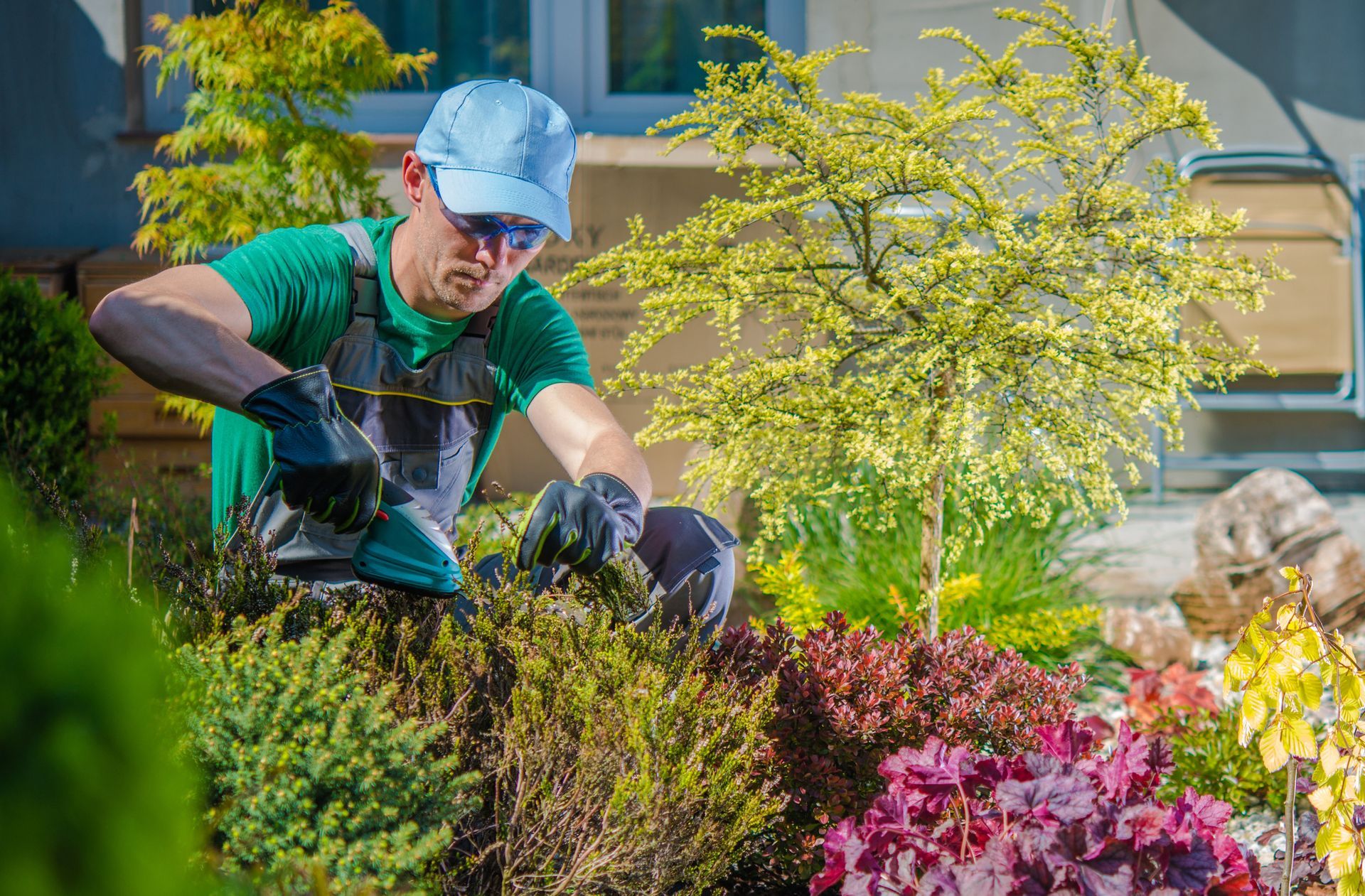 A man is cutting a bush in a garden.