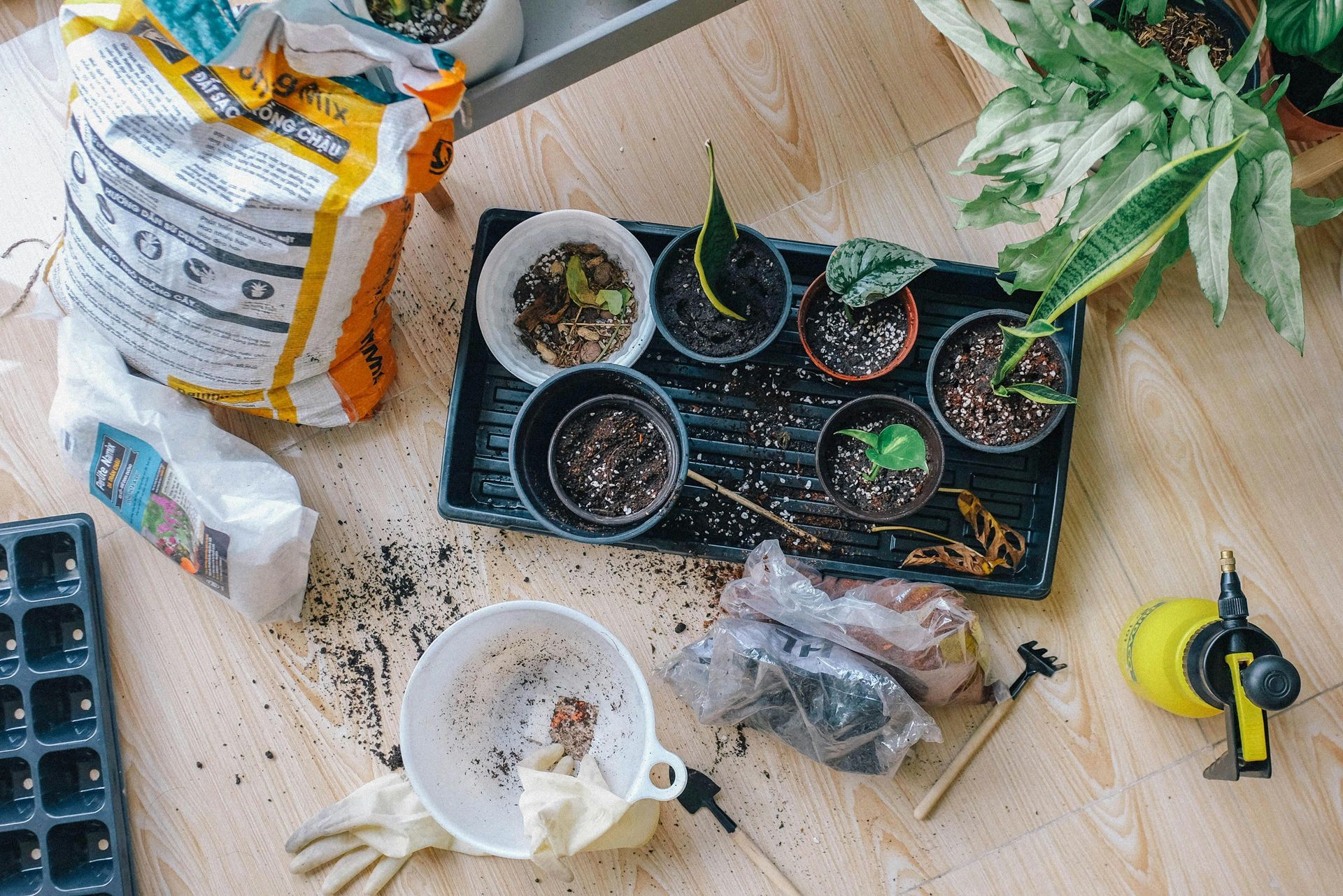 A bunch of potted plants are sitting on a table for indoor gardening with natural light.