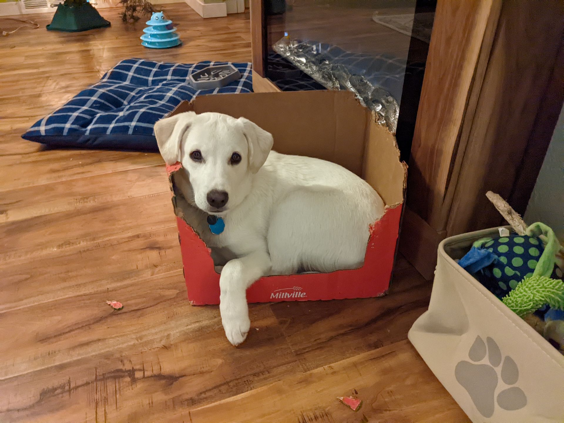 White dog lounges in a red cardboard box, looking at the camera. Wooden floor, toys visible.