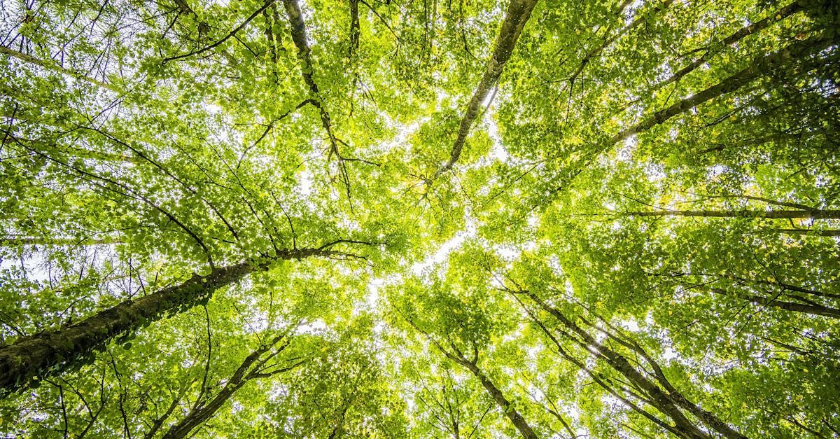 Looking up at the sun through the trees in a forest.