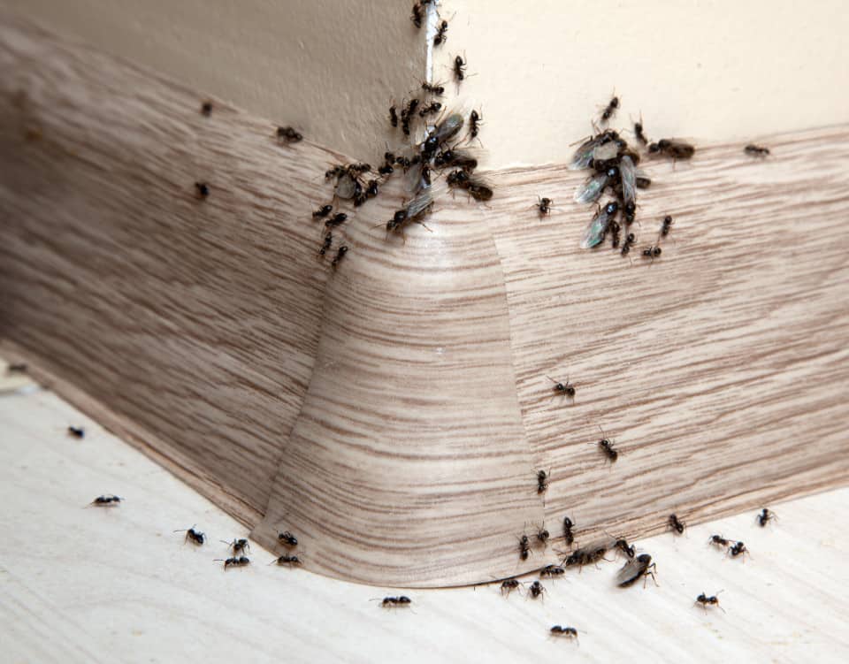 Tips for Keeping Ants Out of Homes in Lexington, Kentucky (KY) like Using Herbs and Spices