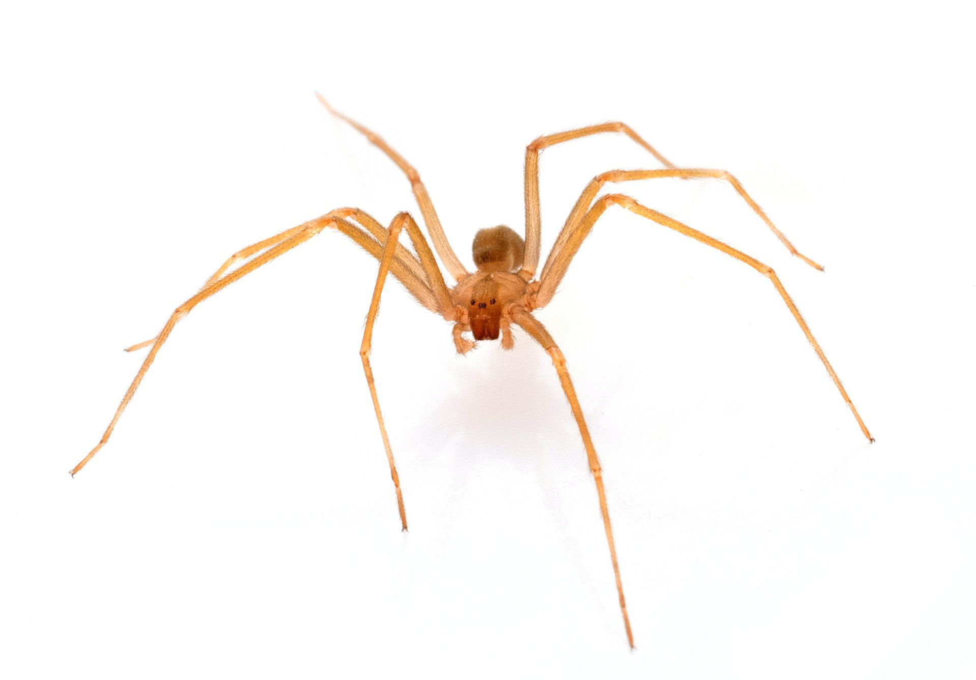 Brown Recluse Removal