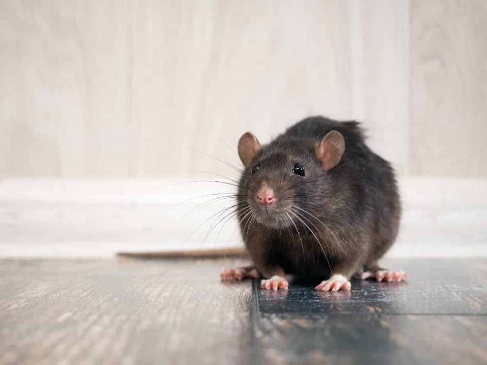 Are Rodents a Danger to Families in Lexington, Kentucky (KY)