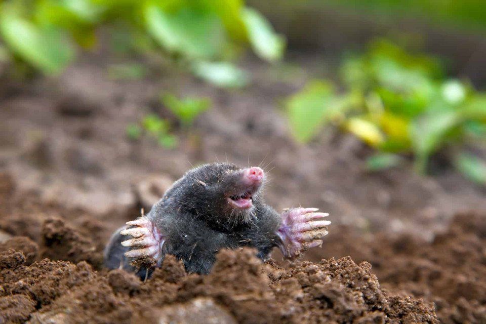 3 Ways Moles Can Damage Yards and Homes in Lexington, Kentucky (KY) like Tunneling Under Vegetation