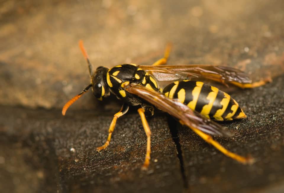 5 Types of Stinging Insects to Avoid