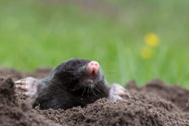 Get rid of moles ruining your lawn - a step by step guide