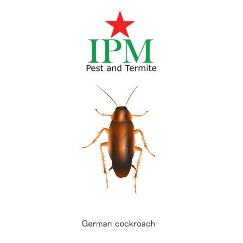 A picture showing German Gockroaches