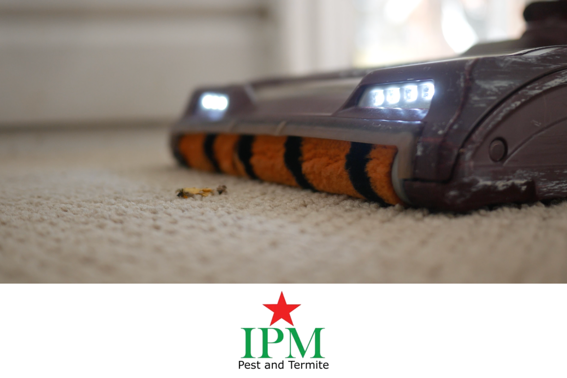 A close-up of a bug in the carpet as a vacuum nears it.