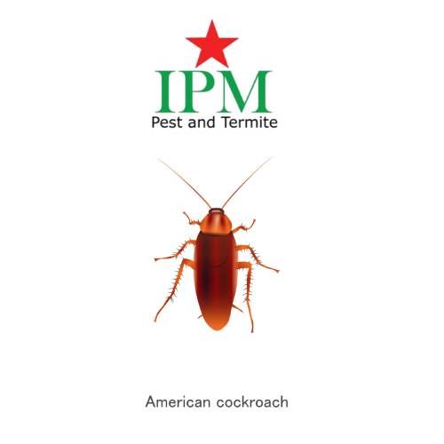 A picture showing American Cockroaches