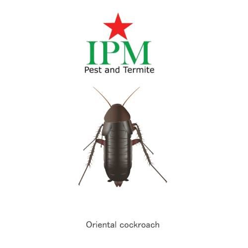 A picture showing Oriental Cockroaches