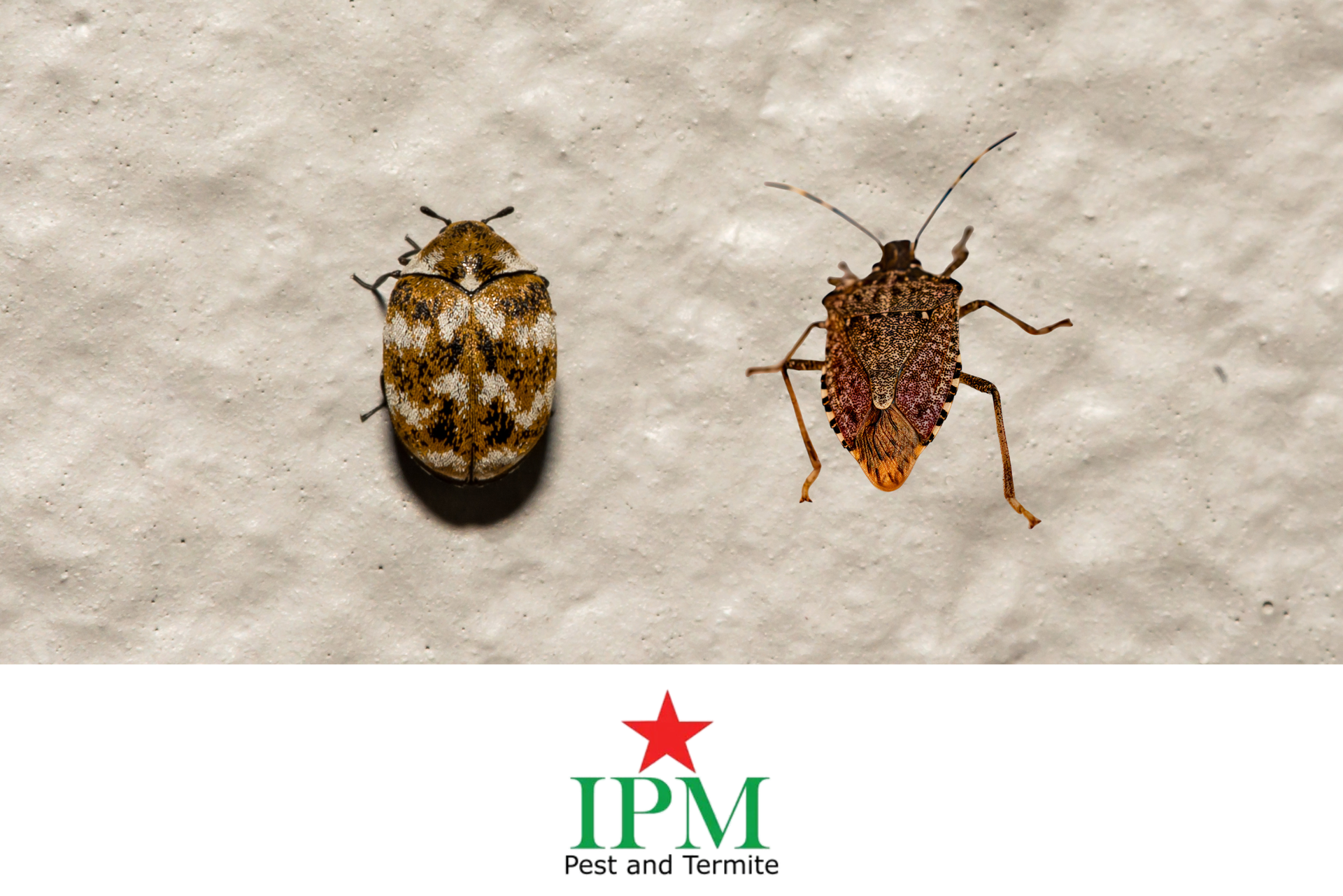 A side by side image of Varied Carpet Beetle and stinkbug.