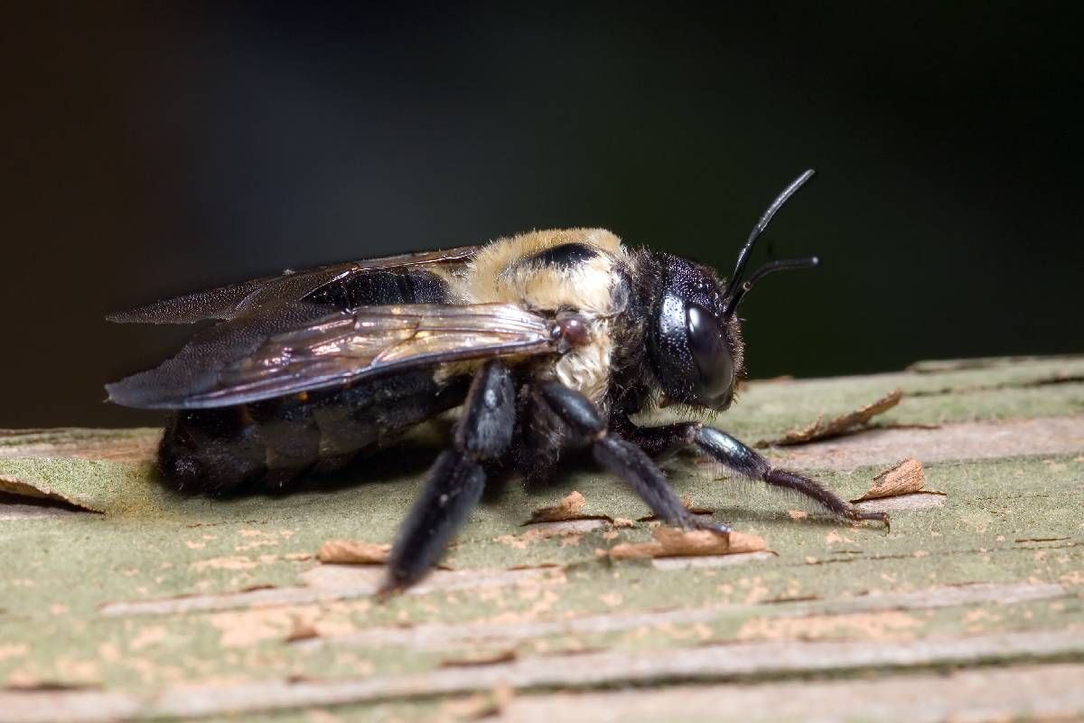 A carpenter bee on a piece of wood near Lexington, Kentucky (KY)