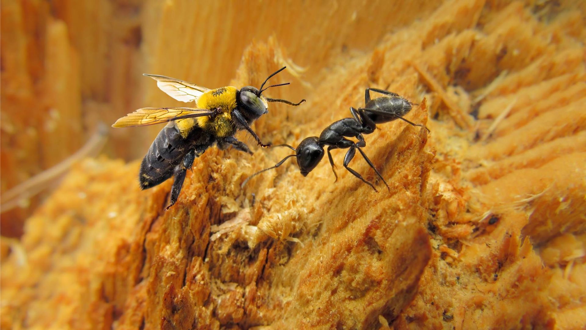 An image showing a carpenter ant vs carpenter bee at IPM Pest and Termite near Lexington, KY