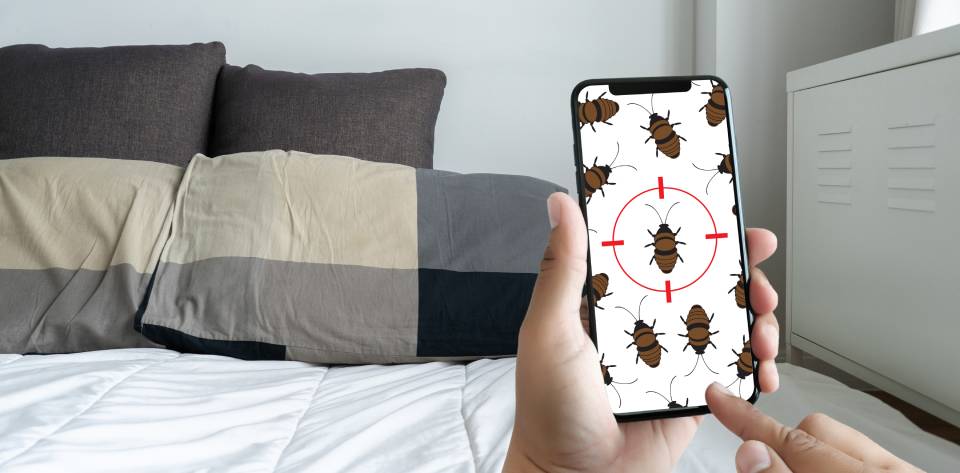 Eliminating Bed Bugs in Your Home near Lexington, Kentucky (KY) including Possible Preventions and Treatments