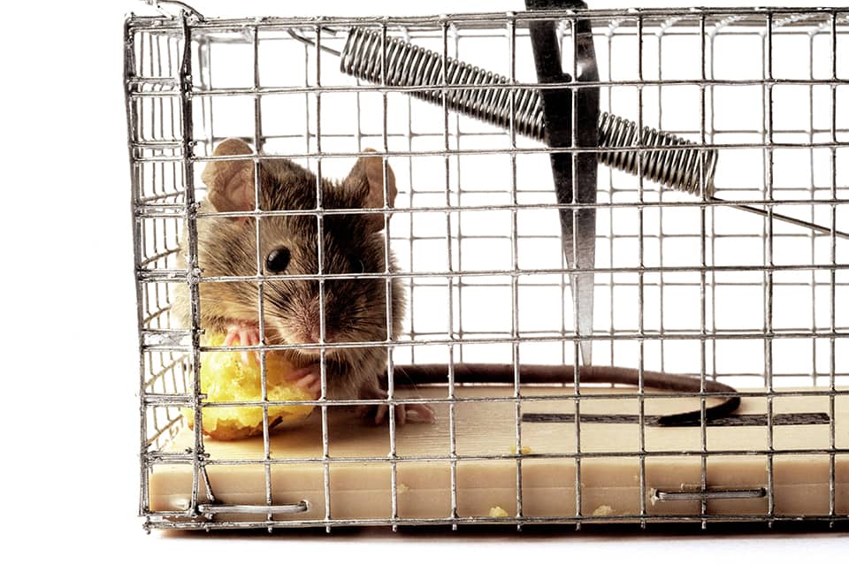 Getting rid of household pests near Lexington, Kentucky (KY) including small animals like mice.