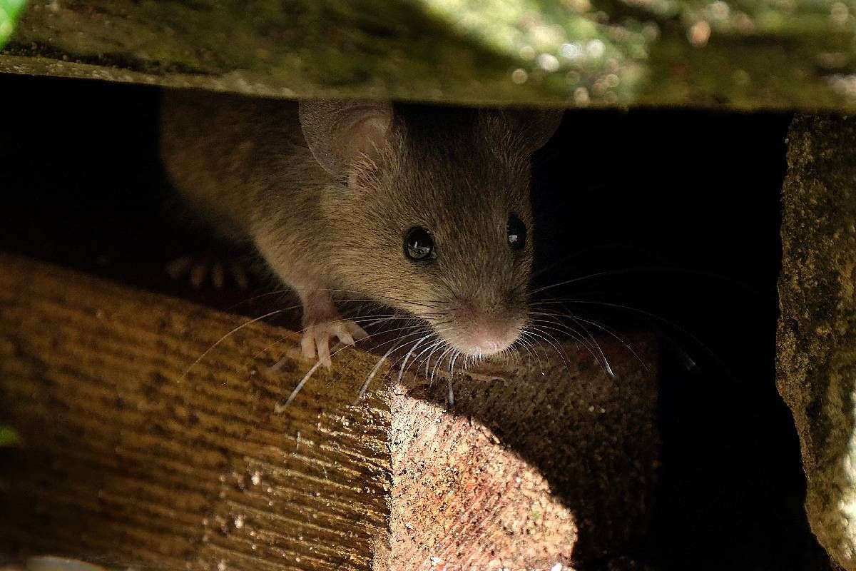 Mouse in a home near Lexington, KY