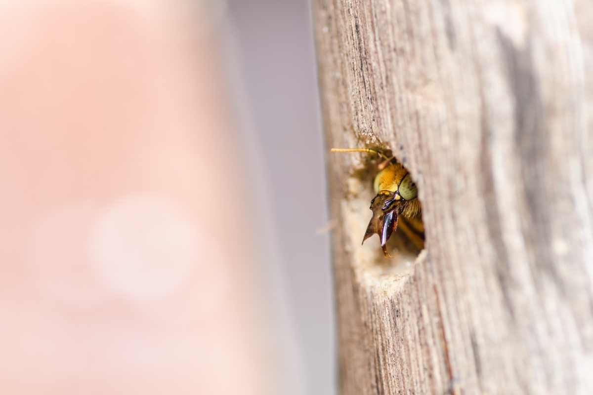 A carpenter bee burrowing into wooden siding near Lexington, Kentucky (KY)
