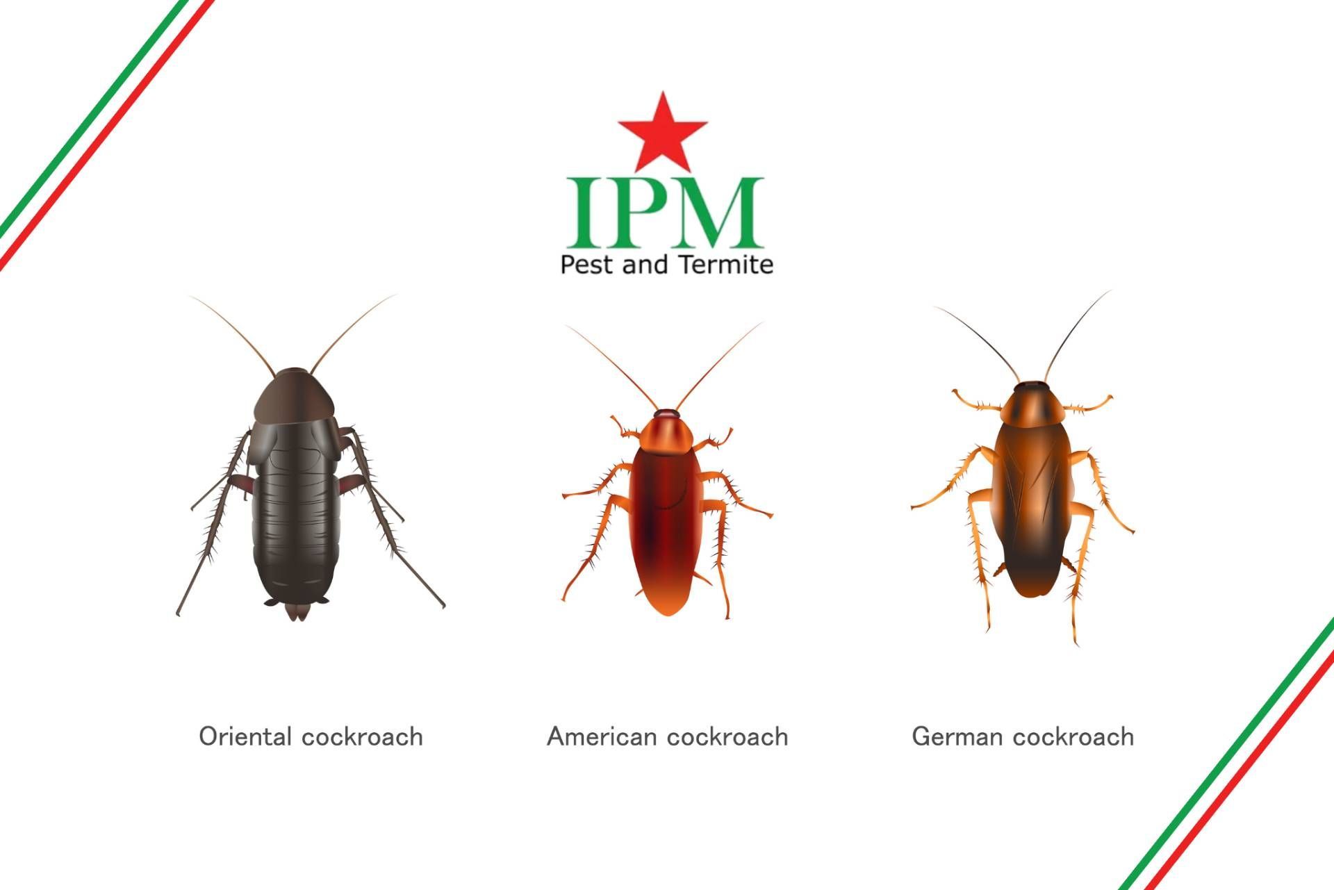 A picture showing German vs. Oriental vs. American Cockroaches