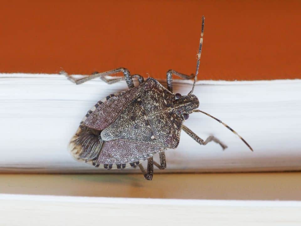 Managing Common Pests in Your Home Near Lexington, Kentucky (KY) like Stink Bugs and Spiders