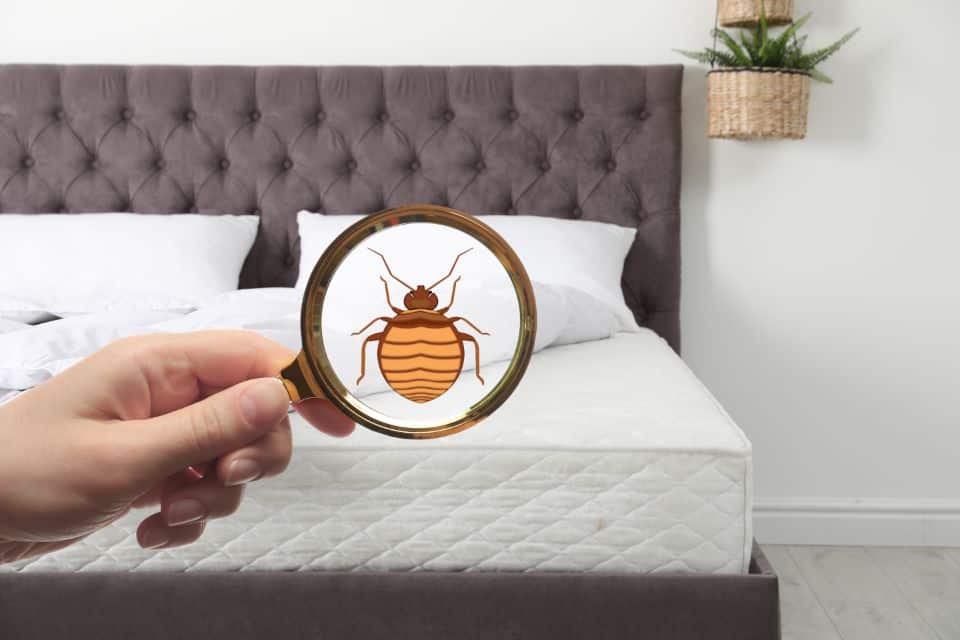 What to Do to Rid Your Home of Bed Bugs Near Lexington, Kentucky (KY) like Declutter