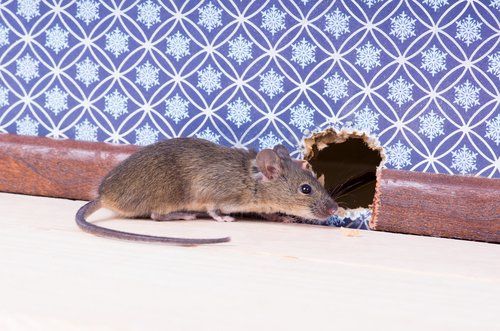 House Mouse Rodent