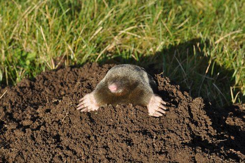 Mole in ground